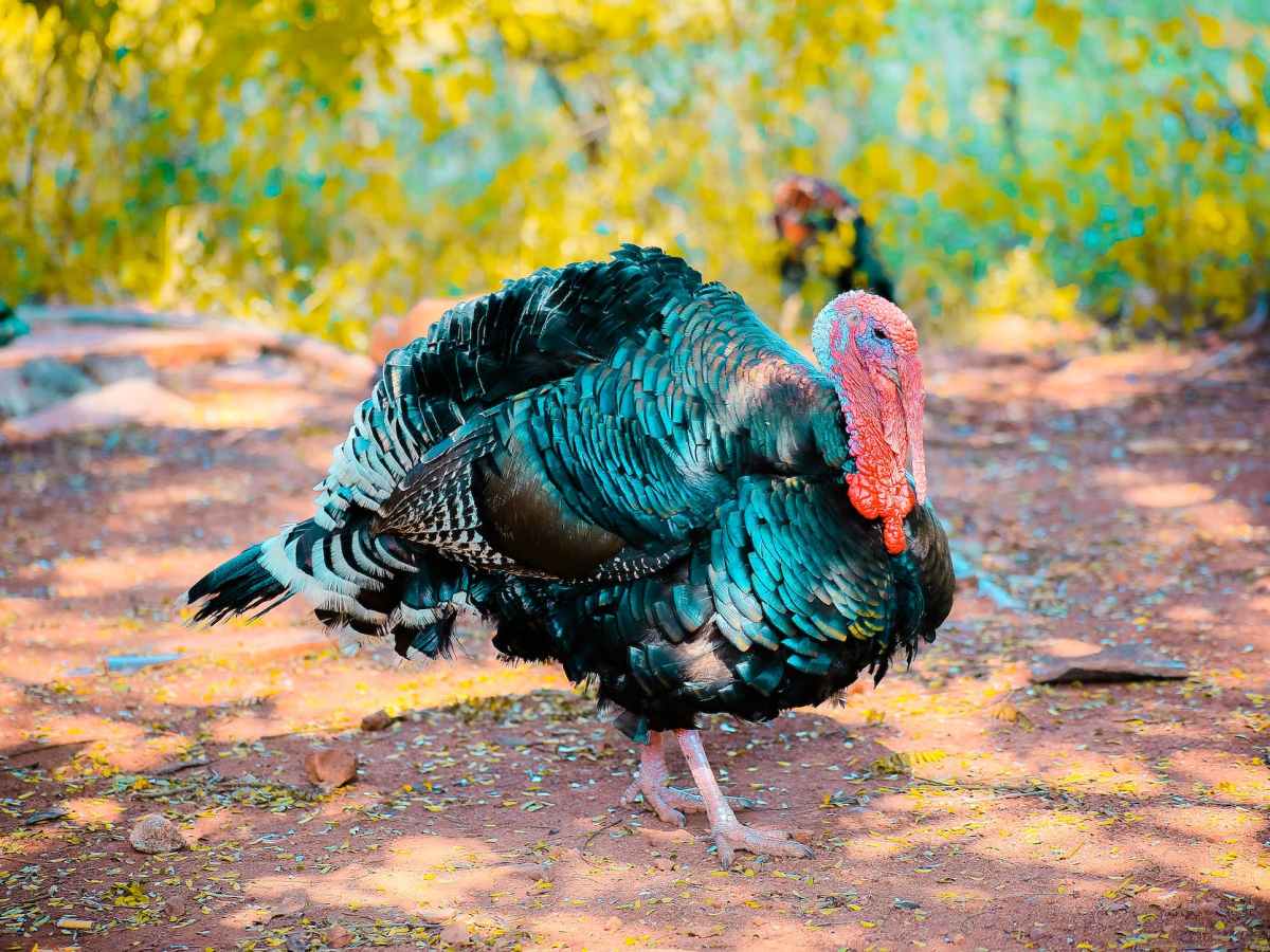 Estorian Chamoru: Sinko na&nbsp;Påbu