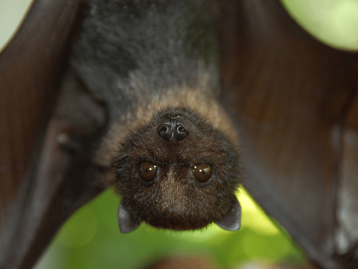 Legend: What Made The Fruitbat Have No&nbsp;Friends