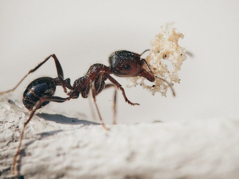 How the Japanese Started Honoring Their&nbsp;Elders