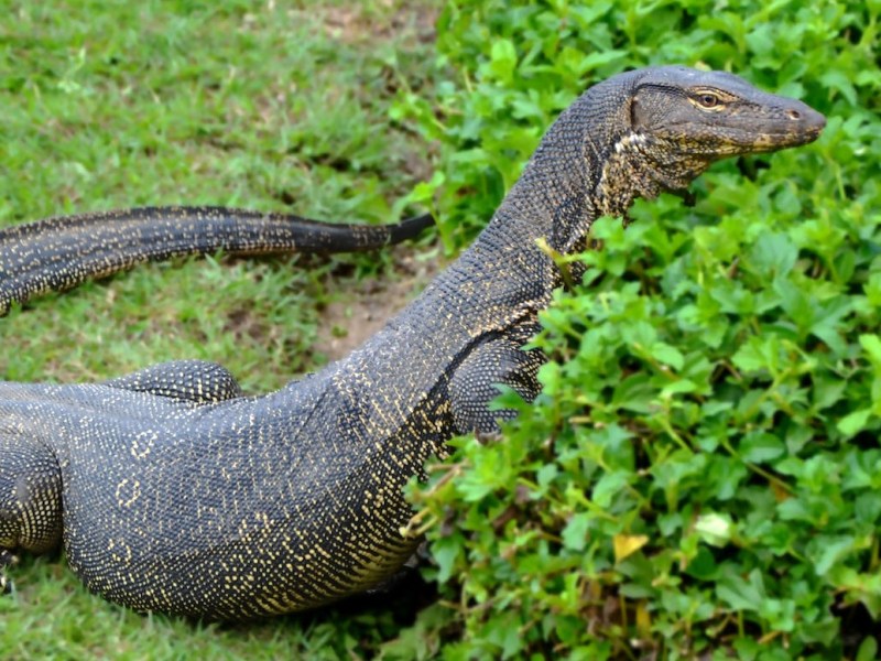 Legend: The Guam Rail and the Monitor&nbsp;Lizard