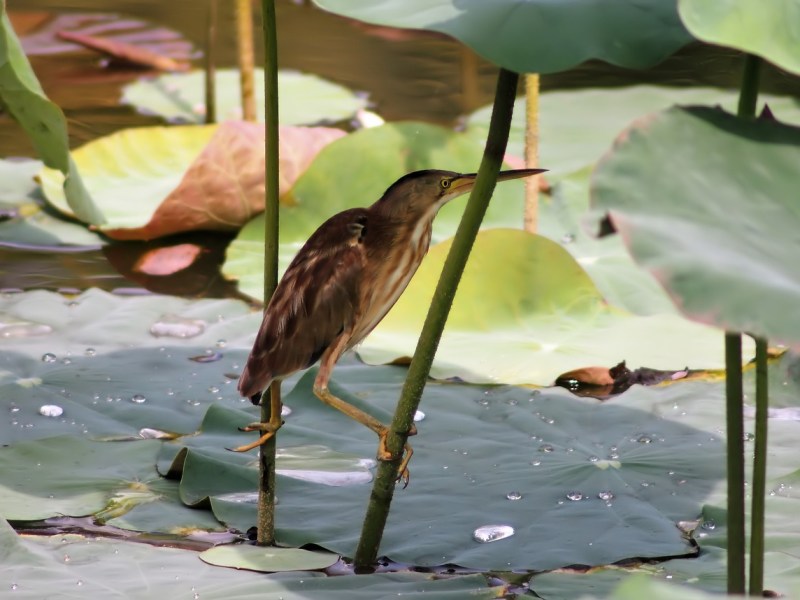 Legend: Why the Kakkak is&nbsp;Skinny