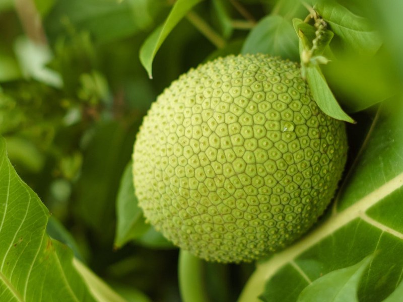 Legend: The Story of the Breadfruit on&nbsp;Guahån
