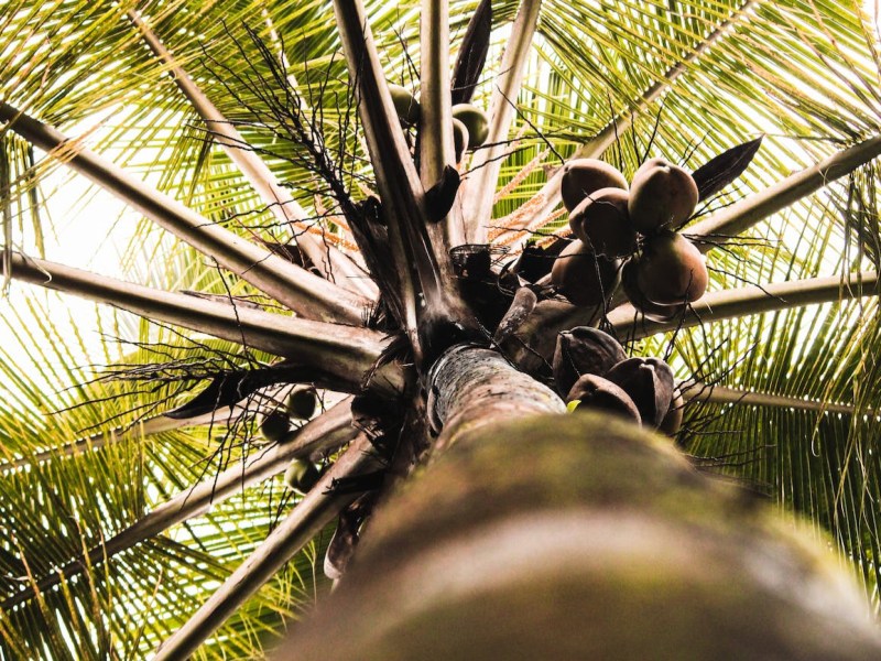 Legend: The Story of the&nbsp;Coconut