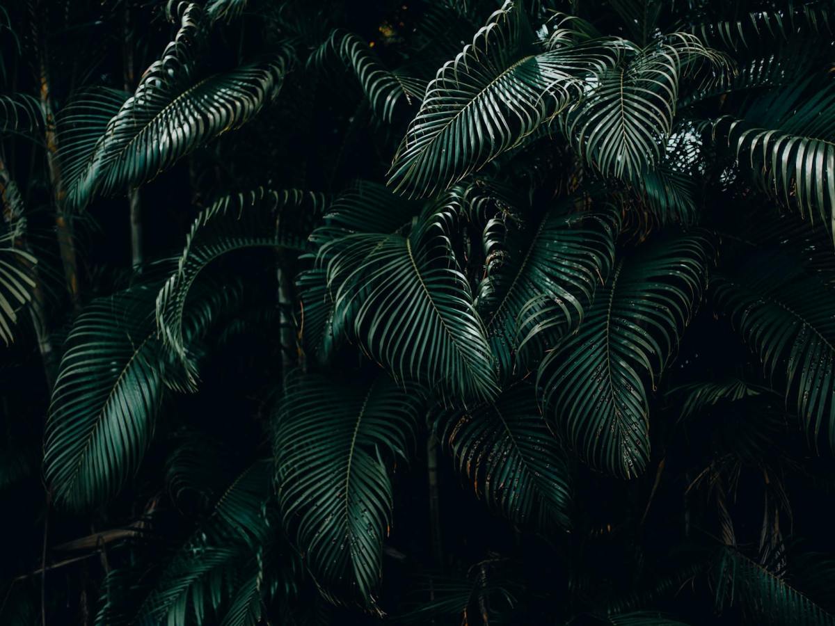 Kottura: I Taotaomo’na