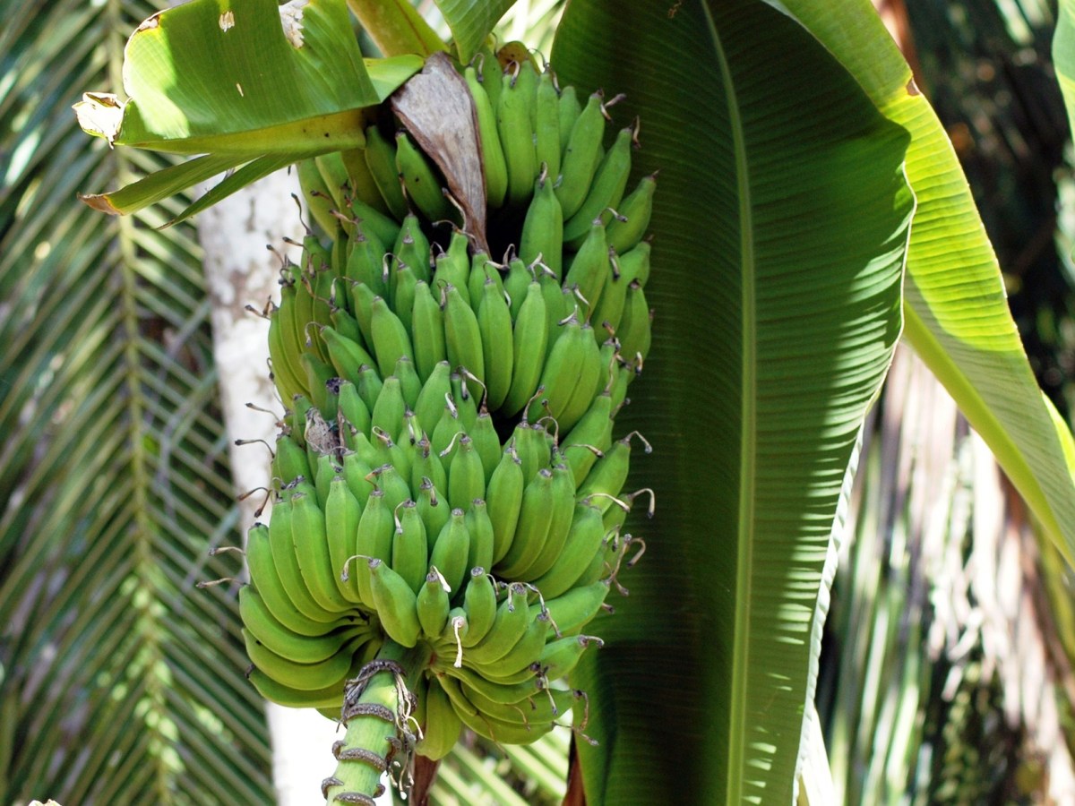 Chamorro Banana Recipes