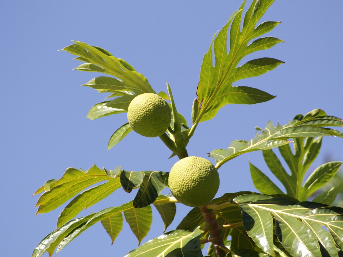 Chamorro Breadfruit Dishes