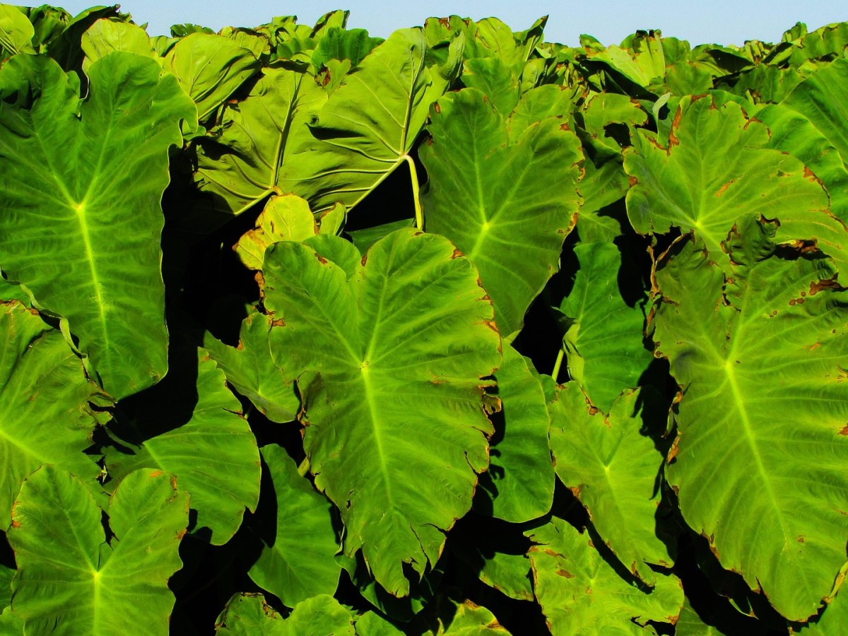 Chamorro Taro Dishes