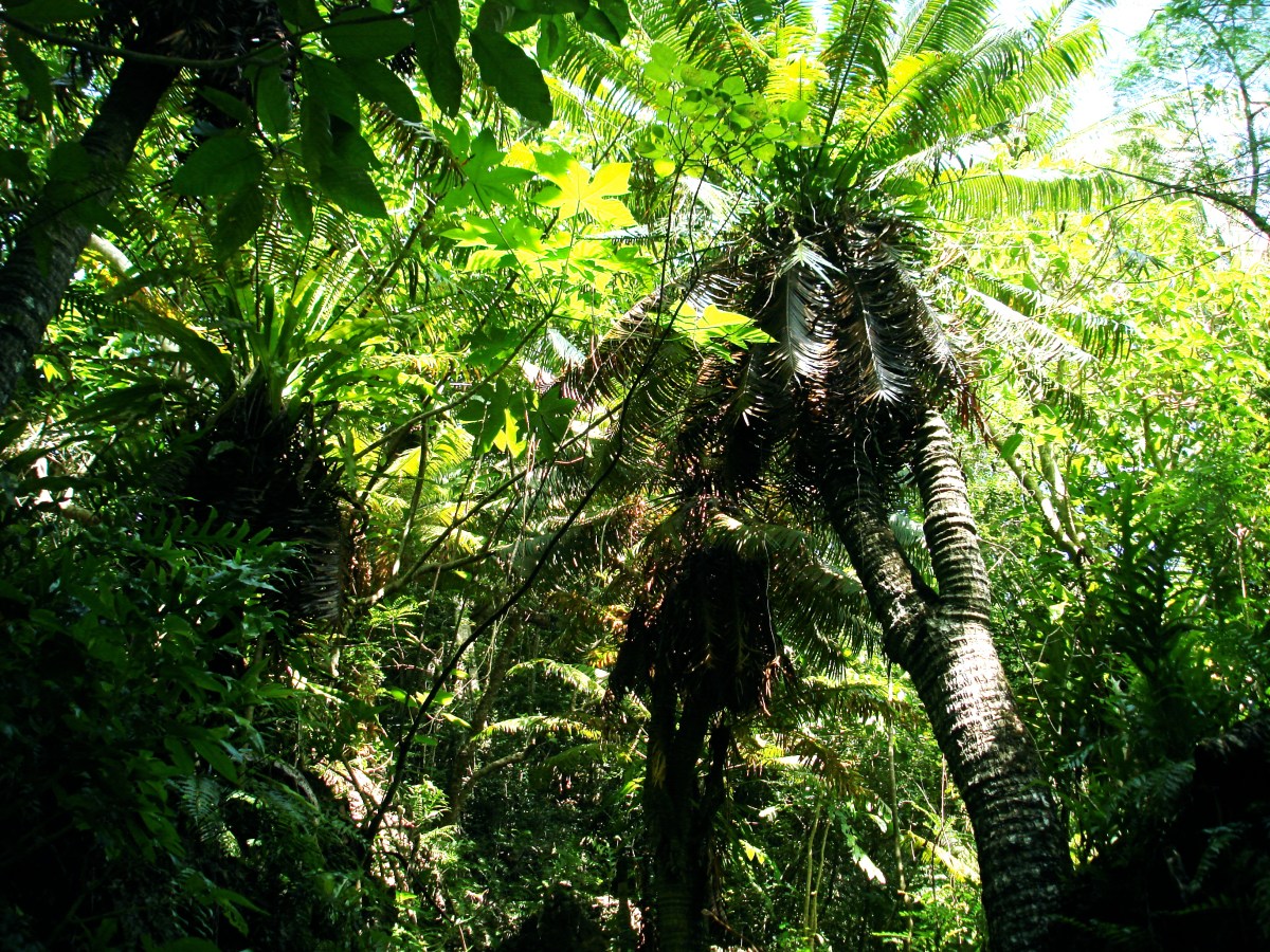 Chamorro Federico Palm&nbsp;Dishes