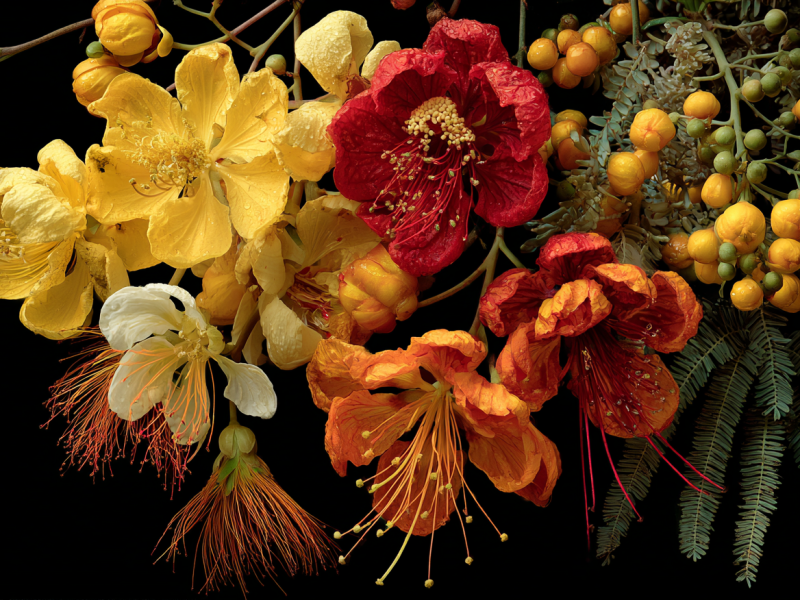 Plants of Guam, Part&nbsp;2