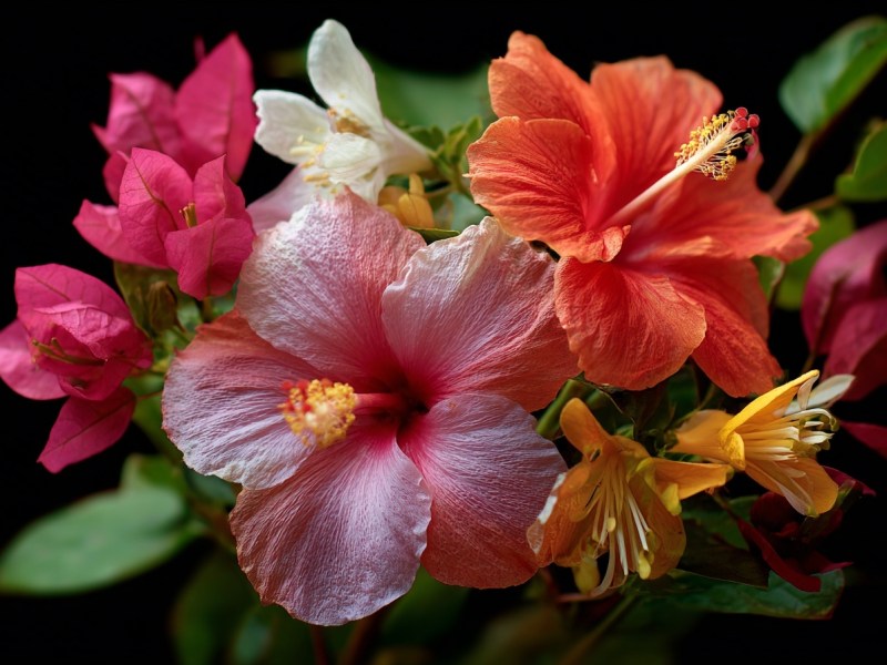 Plants of Guam, Part&nbsp;1